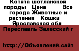 Котята шотланской породы › Цена ­ 40 - Все города Животные и растения » Кошки   . Ярославская обл.,Переславль-Залесский г.